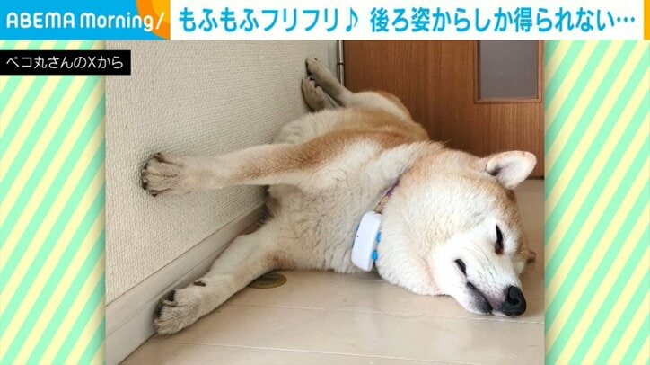 柴犬の茶々丸くん