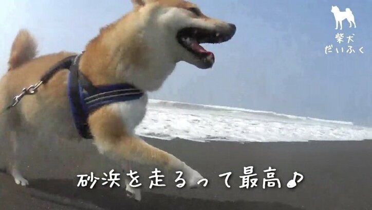 インスタで毎日1万“いいね”! イケメン柴犬「だいふく」の日々を放送 初の写真集も発売決定