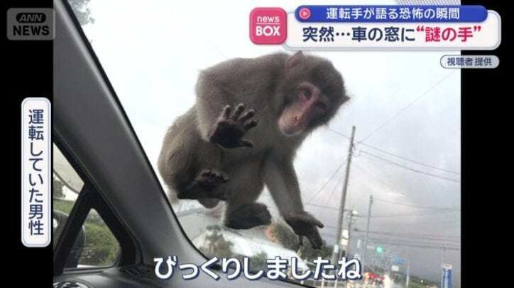 「よく見たらサル」