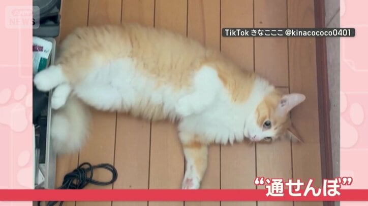 飼い主さんの前で“通せんぼ”
