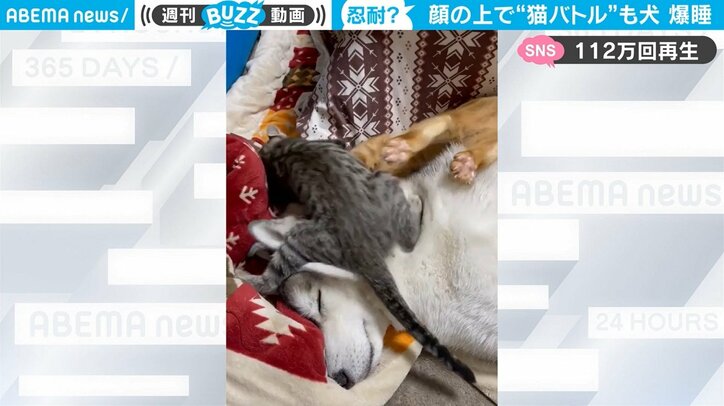 顔面で 猫バトル が勃発も 爆睡の大型犬に 子猫の股間がw 笑いが止まらない 国内 Abema Times