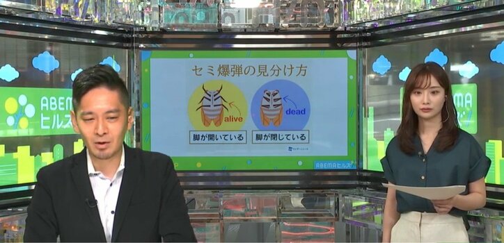 死んでいると思いきや急に復活！ 晩夏の風物詩”セミ爆弾”を見分けるポイントは脚に注目？