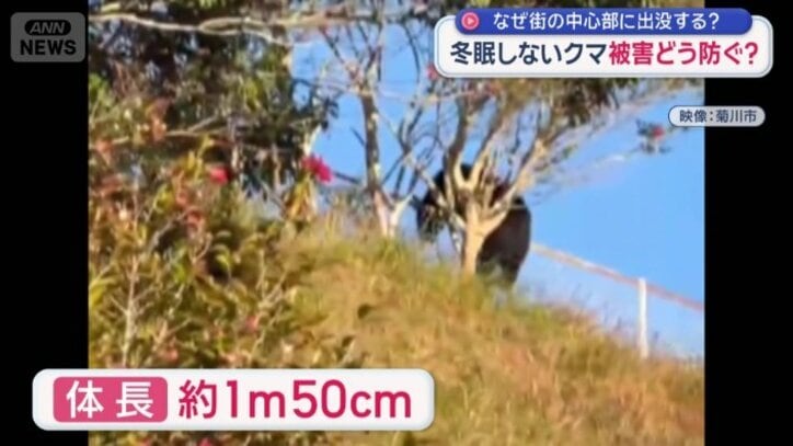 フェンスを乗り越えるクマ