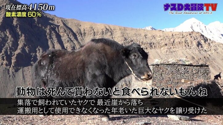 ナスD、天空のヒマラヤ部族に取材交渉…差し出したのは?「近寄ったら危ないやつ」