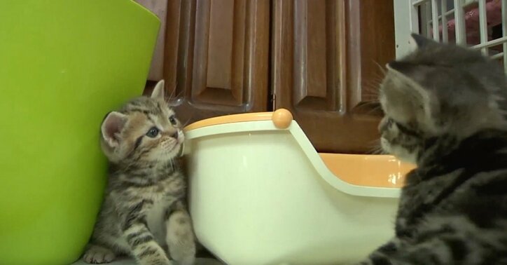 ふわふわ仔猫大集合「キャットショーって何？」　スター候補ニャンコに密着にゃ