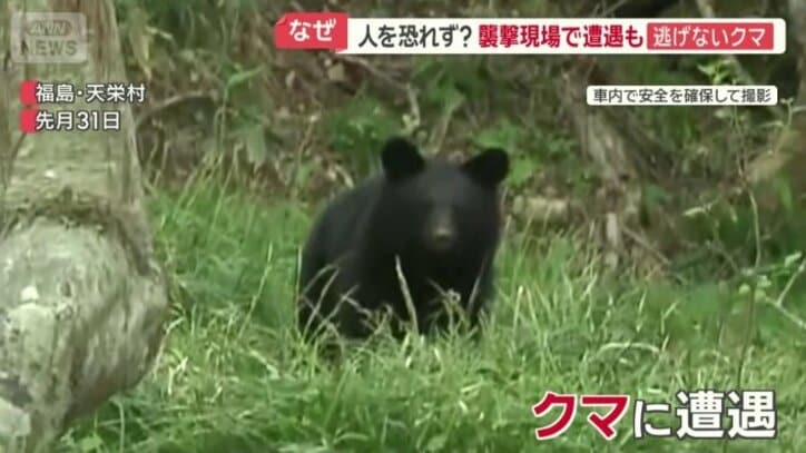 取材班がクマに遭遇