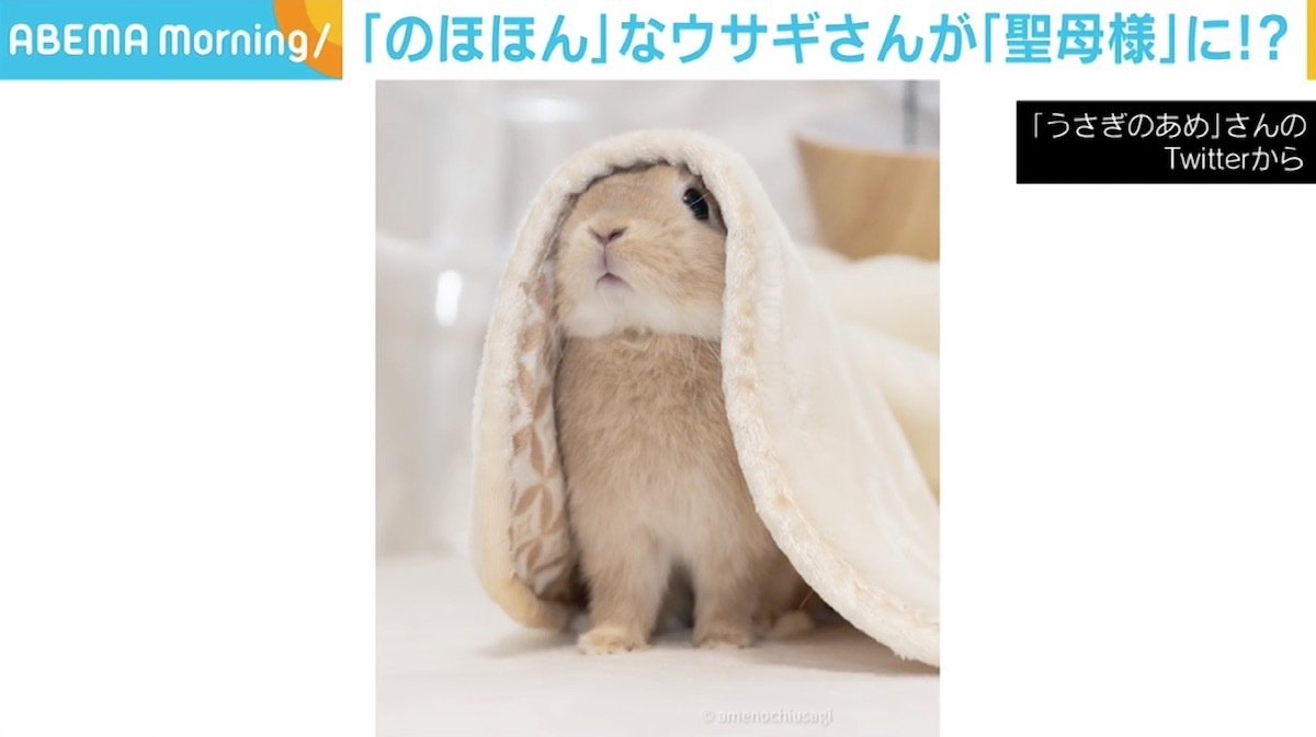 無垢な瞳で天を見上げる様はまさに 聖母 のほほんウサギにメロメロになる人続出 Abematimes Goo ニュース