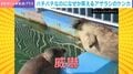 一触即発!アザラシの“ガチ喧嘩”→想定外の“威嚇合戦”に「かわいすぎます…ずっと見ていられる」「もう世界中の喧嘩これでいいよ」などの声