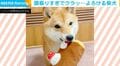 「シェイクしすぎた？」頭振りすぎで“クラっ”→扉に衝突する柴犬がSNSで話題「すごいスピード！」「最後カメラ目線なの可愛い」