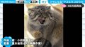 「中毒性が強すぎる」と話題　一度聴いたら“頭から離れない”ネコのテーマソング