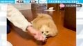 フローリング掃除は任せて!?飼い主に引きずられながら、床をピカピカにする犬の動画が話題!「いい食いつき!」「うちにも欲しい!」の声