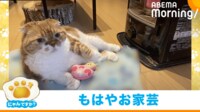 【映像】朝ご飯までブランケットを離さない寒がり猫