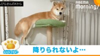 【映像】深夜に"助け呼ぶ声"…キャットタワーの頂上に柴犬