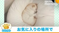 クッションに“埋もれる”柴犬 丸まって寝る姿に「このかわいさたまらない」と話題