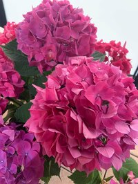 大和田美帆『2020/05/18』