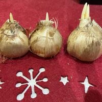 矢沢心『有難うございました』