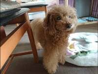 大島奈保美『明日は心臓の検査』