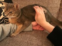 桃『手が綺麗な彼』