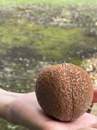 細川直美『クイズです』