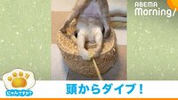 【映像】頭から壺に突っ込んでいく猫