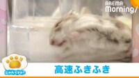 【映像】“窓拭き職人”？ハムスターの衝撃動画