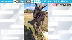 投稿者「武器が大根しかない」←ヤギの頭突きをガードする様子に「攻撃モーション初めて見た」「受け止めてる主も強くないか？」と反響