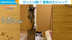 まるでびっくり箱？ 驚異のジャンプ力で袋から飛び出すサル なでられるとあくびをする姿も