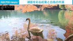 湖面を彩る紅葉と白鳥の共演 山梨・南アルプス市