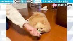 フローリング掃除は任せて！？飼い主に引きずられながら、床をピカピカにする犬の動画が話題！「いい食いつき！」「うちにも欲しい！」の声