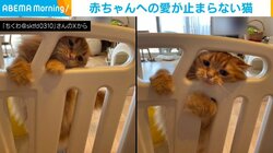 猫「なぜ自分は入れないのか」 柵の向こうへの「好き好き！」が止められず猛抗議