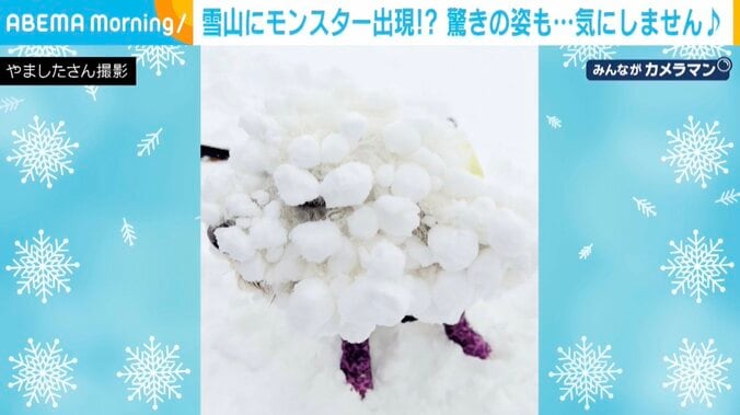 ビションフリーゼのろくくん