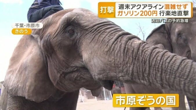 千葉県の「市原ぞうの国」