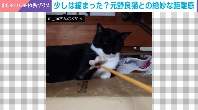 “絶妙な距離感”の猫