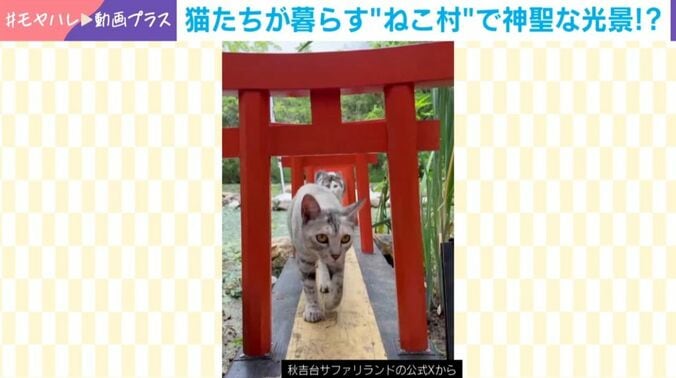 ねこ村