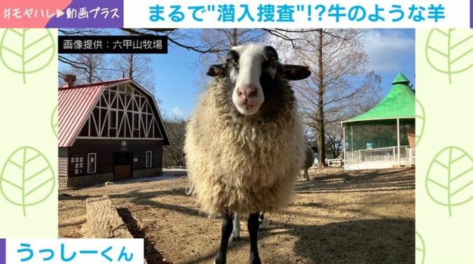 うっしーくん