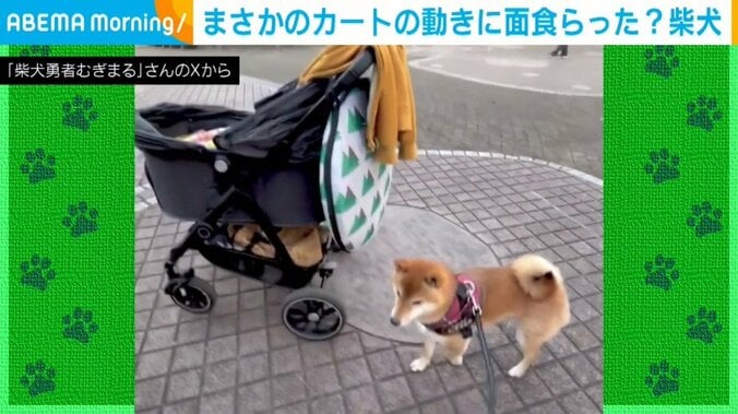 柴犬のむぎまるくん（4歳）
