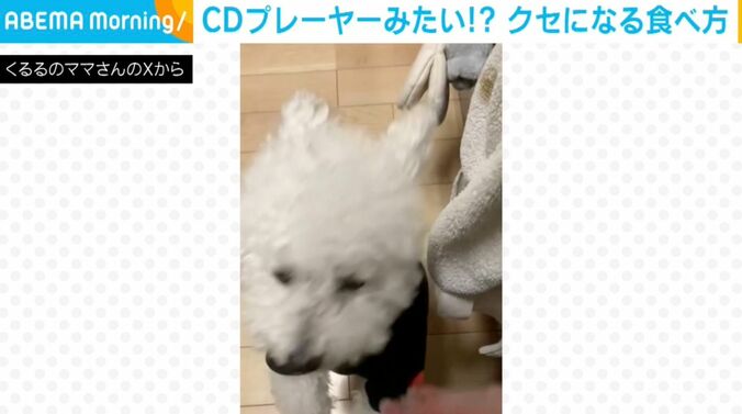犬のくるるくん