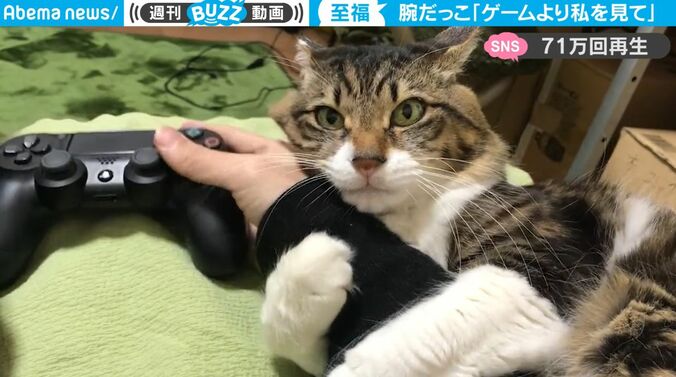 ゲームをすると… 腕にしがみついてガン見してくる猫が可愛すぎる！ 甘え上手なアピールに「好き好きオーラすごい」「恋人すぎる」 1枚目