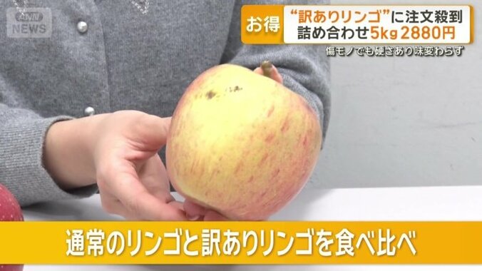 通常のリンゴと訳ありリンゴを食べ比べ