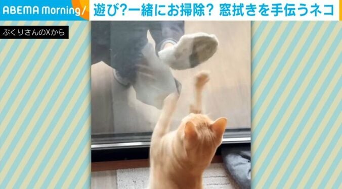 猫のミクくん