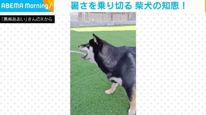 柴犬のあおいちゃん