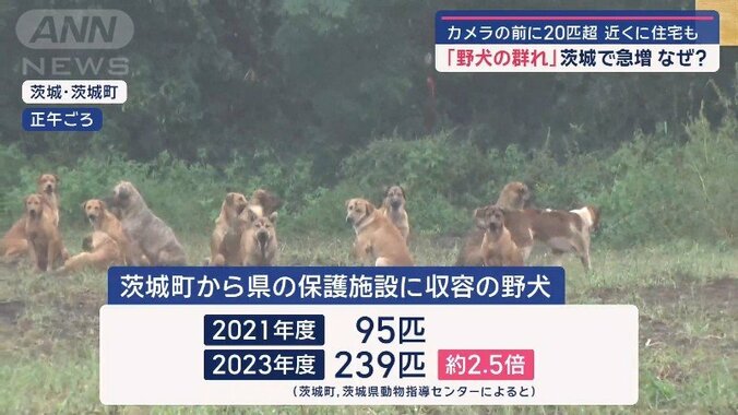 県の施設に収容された野犬の数