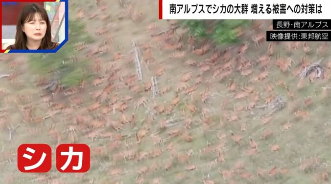 長野・南アルプス（提供：東邦航空）