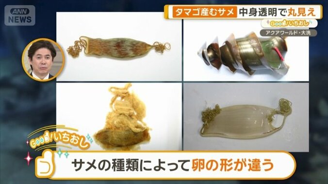 サメの種類によって卵の形が違う