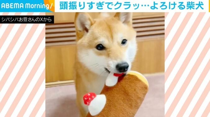 柴犬のようこちゃん