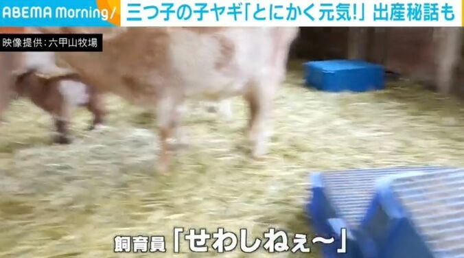 三つ子の子ヤギ