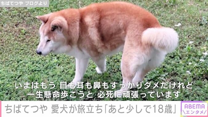 【写真・画像】高垣麗子、16歳で旅立った愛犬・さくらとの別れから1週間「少しずつ気持ちの整理もついてはきました」思い出を振り返る　2枚目