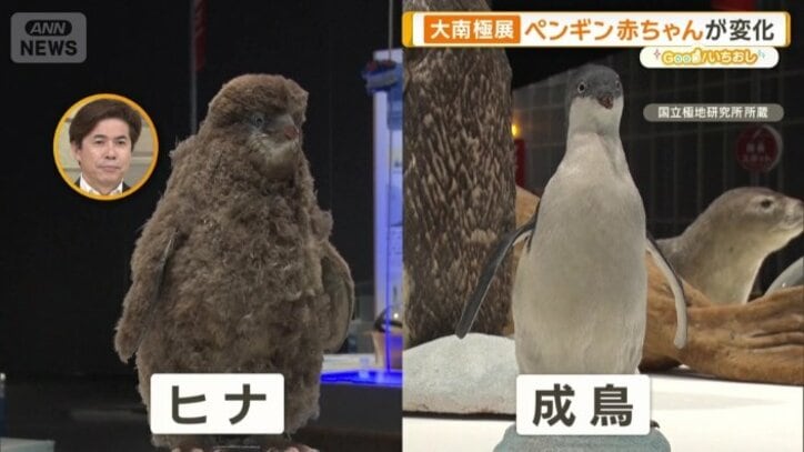 アデリーペンギン