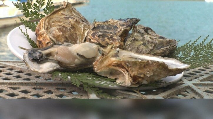 歴史的不漁のカキ　三重では水揚げ大幅増なぜ？　瀬戸内海で9割大量死も【詳細版】