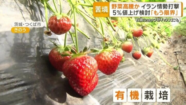 イチゴも有機栽培
